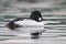 Common Goldeneye