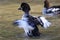 Common Goldeneye