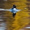 Common Goldeneye, Bucephala clangula