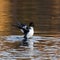 Common Goldeneye, Bucephala clangula