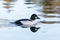 Common goldeneye duck