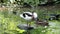 The common goldeneye duck, bucephala clangula is a medium-sized sea duck.