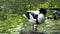 The common goldeneye duck, bucephala clangula is a medium-sized sea duck