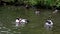 The common goldeneye duck, bucephala clangula is a medium-sized sea duck.