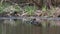 Common goldeneye duck, Bucephala clangula swimming with small chicks