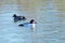 Common Goldeneye Duck, Female