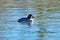 Common Goldeneye Duck, Female