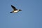 Common Goldeneye Duck Flying in a Blue Sky