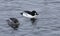 Common goldeneye ducks, male and female