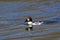 Common Goldeneye Immature    825770