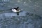 Common Goldeneye Swimming in a Cold Slushy Winter River