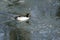 Common Goldeneye Swimming in a Cold Slushy Winter River