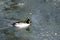 Common Goldeneye Swimming in a Cold Slushy Winter River