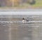 Common goldeneye swimming in the sea bay