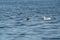 Common goldeneye swimming in the sea bay