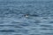 Common goldeneye swimming in the sea bay