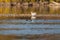 Common goldeneye swimming in the sea bay