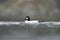 Common goldeneye swimming in the sea bay