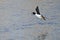 Common Goldeneye Taking to Flight