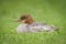 Common goosander