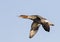 Common Goosander flying