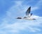 Common Goosander flying