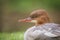 Common goosander (merganser)