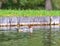 Common goosander - Mergus merganser, female