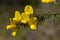 Common Gorse