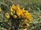 Common Gorse - Ulex europaeus