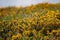 Common gorse, ulex europaeus, yellow flowers, Freshwater, Isle of Wight, Hampshire