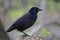 Common grackle