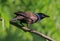 Common grackle