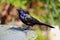 Common Grackle