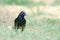 Common grackle