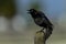 Common grackle