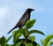 Common Grackle Against a Blue Sky