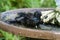 Common Grackle Bathing and Splashing - Quiscalus quiscula