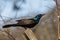 Common Grackle bird