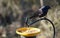Common grackle, a black bird with blue tinted feather eating seeds on the bird feeder