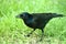 Common Grackle Eating a Seed