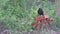 Common grackle eating seeds on a wooden picnic table bird feeder