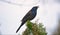 Common Grackle on Evergreen Against Sky Background