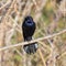 Common Grackle evil eye