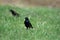 Common Grackle in a field in spring