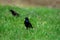 Common Grackle in a field in spring