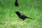 Common Grackle in a field in spring