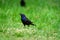 Common Grackle in a field in spring