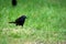 Common Grackle in a field in spring