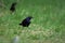 Common Grackle in a field in spring